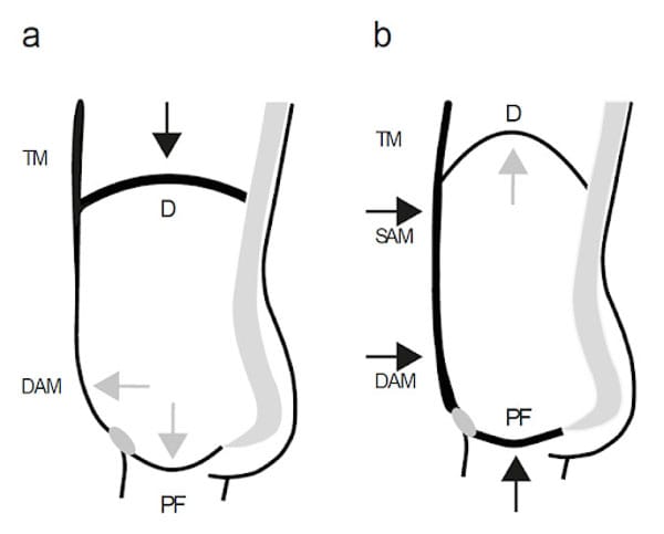 Diaphragmatic activation with the pelvic floor muscles
