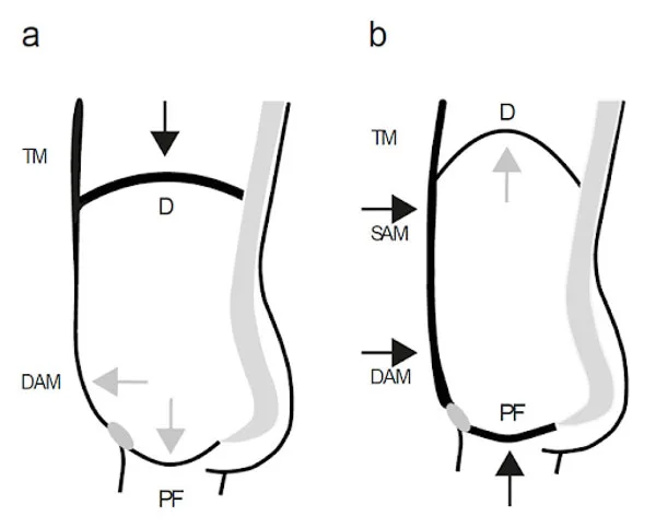 Diaphragmatic activation with the pelvic floor muscles